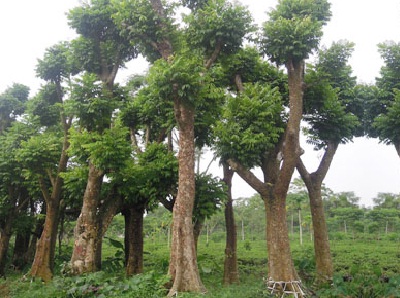 Cung cấp và trồng cây bóng mát cho nhà máy xí nghiệp